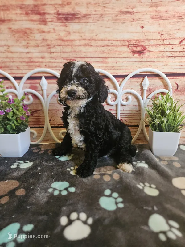 Bruce F1b  – Cavapoo puppy for sale in Pittsford, MI
