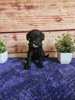 Grace F1b , a female Cavapoo for sale in Pittsford, MI – 4 of 4