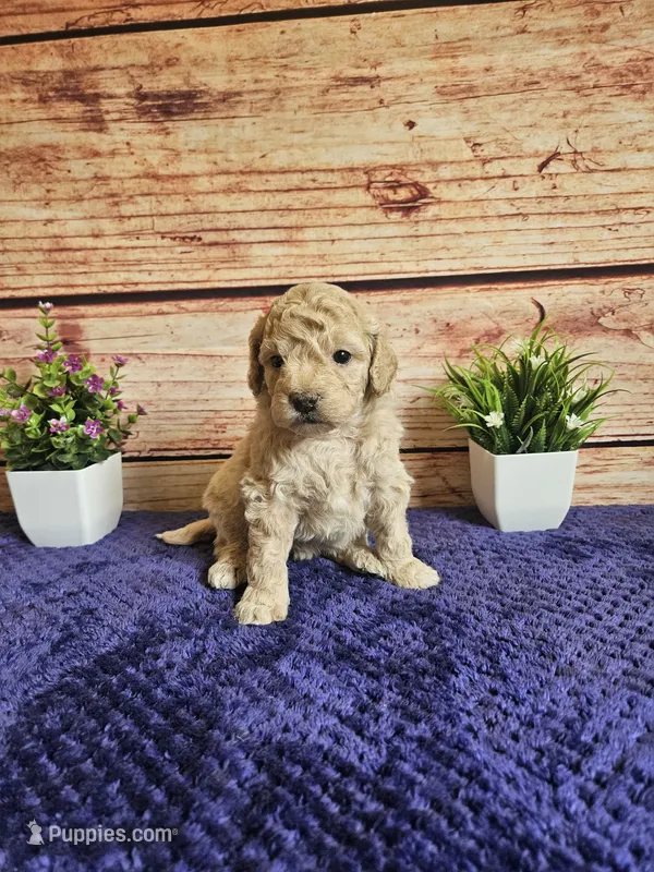 🩷Abby F1b 🩷 – Miniature Goldendoodle puppy for sale in Pittsford, MI