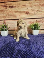 🩷Abby F1b 🩷, a female Miniature Goldendoodle for sale in Pittsford, MI – 1 of 4