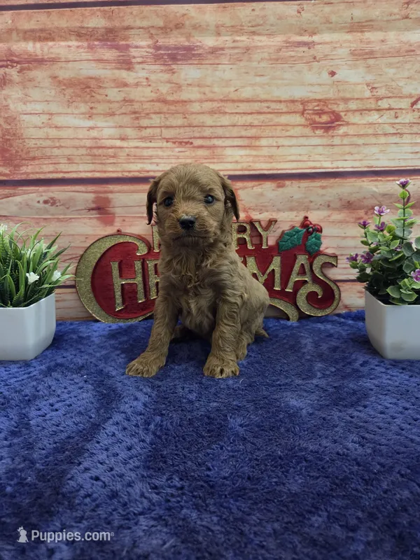 Macy F1B – Cavapoo puppy for sale in Pittsford, MI