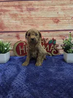 Macy F1B, a female Cavapoo for sale in Pittsford, MI – 1 of 3