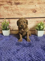 Hazel F1b , a female Cavapoo for sale in Pittsford, MI – 1 of 5