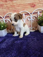 Fawn F1b, a female Cavapoo for sale in Pittsford, MI – 5 of 5