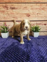 💙Jack F1b 💙, a male Miniature Goldendoodle for sale in Pittsford, MI – 3 of 3