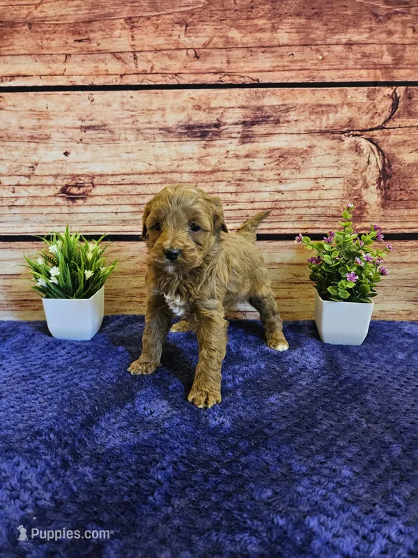 Sweety F1B  – Cavapoo puppy for sale in Pittsford, MI