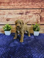 Sweety F1B , a female Cavapoo for sale in Pittsford, MI – Photo 1 of 3