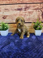 Sweety F1B , a female Cavapoo for sale in Pittsford, MI – Photo 3 of 3
