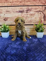 Sweety F1B , a female Cavapoo for sale in Pittsford, MI – Photo 2 of 3