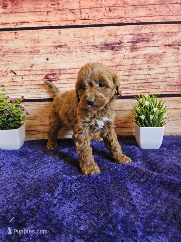 Sweety F1B  – Cavapoo puppy for sale in Pittsford, MI