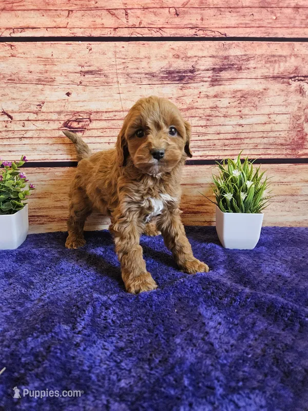 Sweety F1B  – Cavapoo puppy for sale in Pittsford, MI