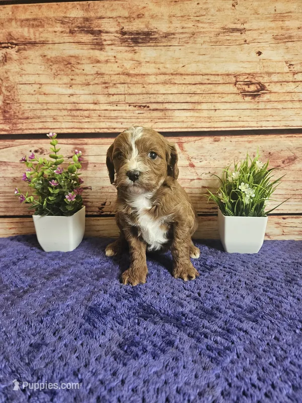 Luna F1b – Cavapoo puppy for sale in Pittsford, MI