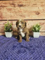 Luna F1b , a female Cavapoo for sale in Pittsford, MI – 4 of 5