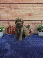 Allan F1B, a male Cavapoo for sale in Pittsford, MI – 3 of 4