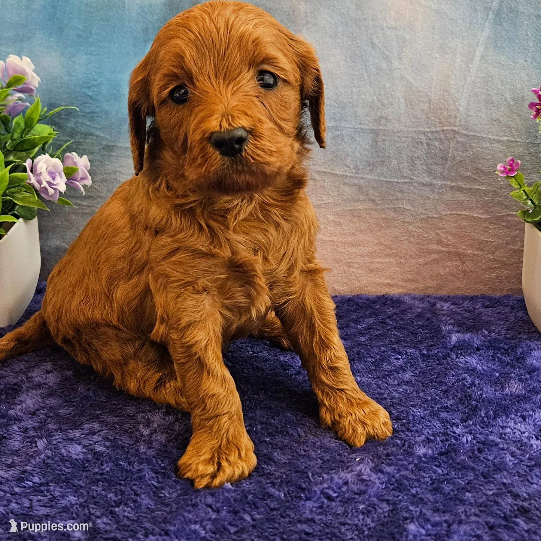 Lisa F1B, a female Cavapoo for sale in Pittsford, MI – Photo 2 of 4