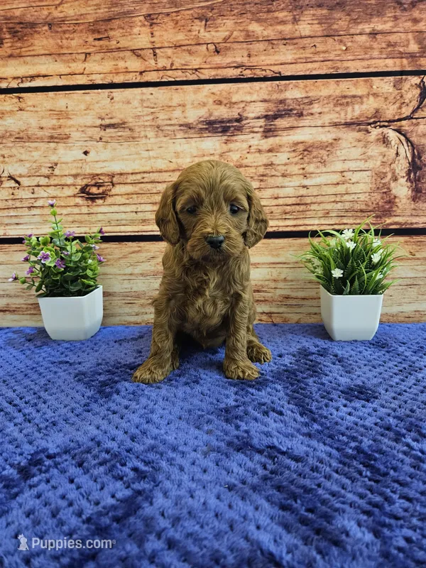 Lisa F1B – Cavapoo puppy for sale in Pittsford, MI
