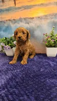 Lisa F1B, a female Cavapoo for sale in Pittsford, MI – Photo 3 of 4