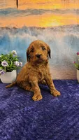 Lisa F1B, a female Cavapoo for sale in Pittsford, MI – Photo 4 of 4