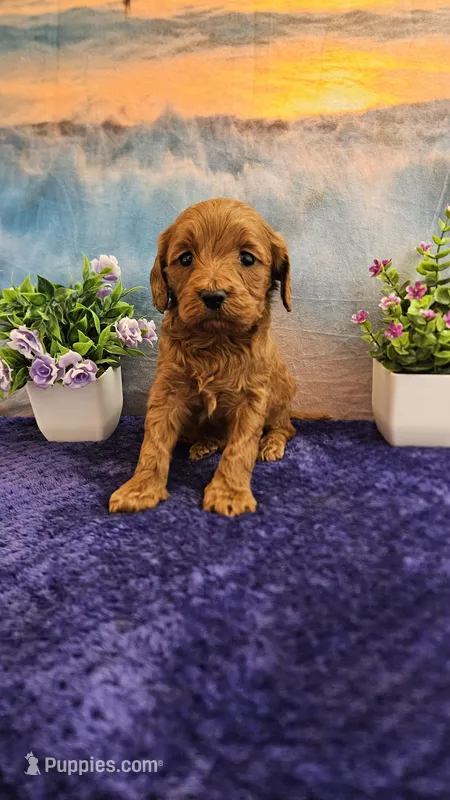 Lisa F1B – Cavapoo puppy for sale in Pittsford, MI