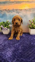 Lisa F1B, a female Cavapoo for sale in Pittsford, MI – Photo 1 of 4