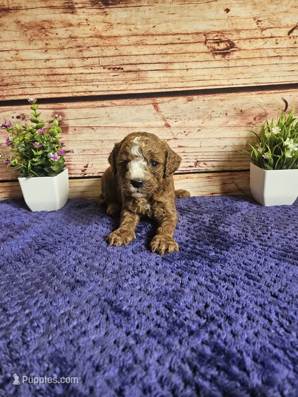 Atlas F1b  – Cavapoo puppy for sale in Pittsford, MI