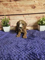 Atlas F1b , a male Cavapoo for sale in Pittsford, MI – 1 of 3