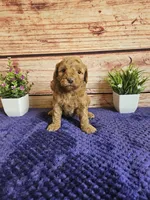 🩷Blossom F1b 🩷, a female Miniature Goldendoodle for sale in Pittsford, MI – 2 of 3