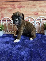 Tiger, a male Boxer for sale in Pittsford, MI – 2 of 5