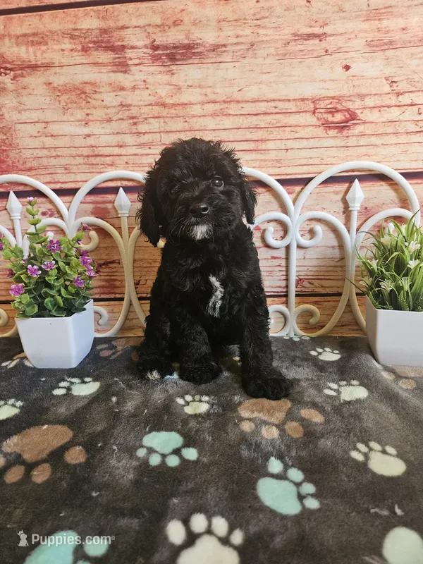 Spot F1b  – Cavapoo puppy for sale in Pittsford, MI