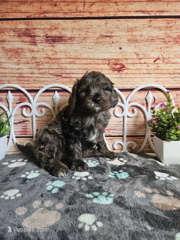 💙Rocky F1b 💙 – Miniature Goldendoodle puppy for sale in Pittsford, MI