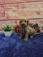 Josh F1B, a male Cavapoo for sale in Pittsford, MI – 2 of 3