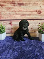 Grace F1b , a female Cavapoo for sale in Pittsford, MI – 3 of 4