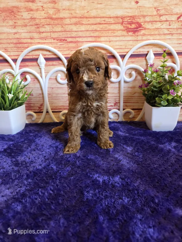 Ruger F1b – Cavapoo puppy for sale in Pittsford, MI