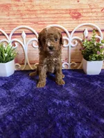 Ruger F1b, a male Cavapoo for sale in Pittsford, MI – 1 of 4