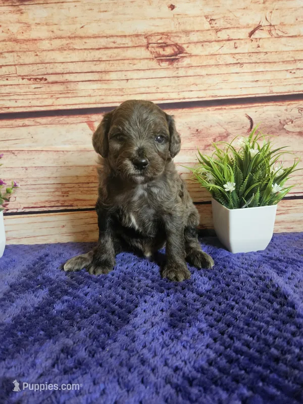 💙Rocky F1b 💙 – Miniature Goldendoodle puppy for sale in Pittsford, MI
