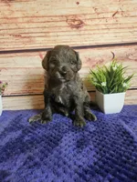 💙Rocky F1b 💙, a male Miniature Goldendoodle for sale in Pittsford, MI – 1 of 4