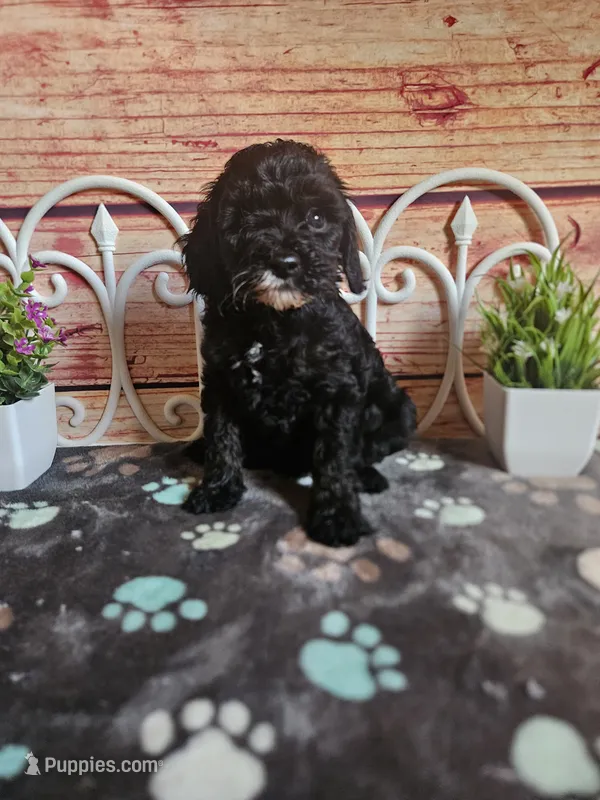 Grace F1b  – Cavapoo puppy for sale in Pittsford, MI