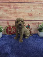 Allan F1B, a male Cavapoo for sale in Pittsford, MI – 2 of 4