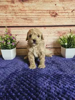 🩷Lily F1B 🩷, a female Miniature Goldendoodle for sale in Pittsford, MI – 2 of 4