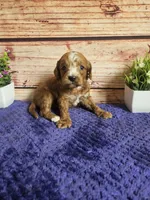 Max F1b , a male Cavapoo for sale in Pittsford, MI – 3 of 4