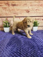 💙Cash F1b 💙, a male Miniature Goldendoodle for sale in Pittsford, MI – 4 of 4