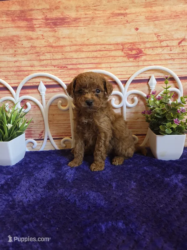 Spot F1b – Cavapoo puppy for sale in Pittsford, MI