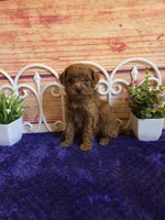 Spot F1b, a male Cavapoo for sale in Pittsford, MI – 1 of 5