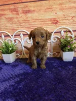 Kenzie F1b, a female Cavapoo for sale in Pittsford, MI – 5 of 5