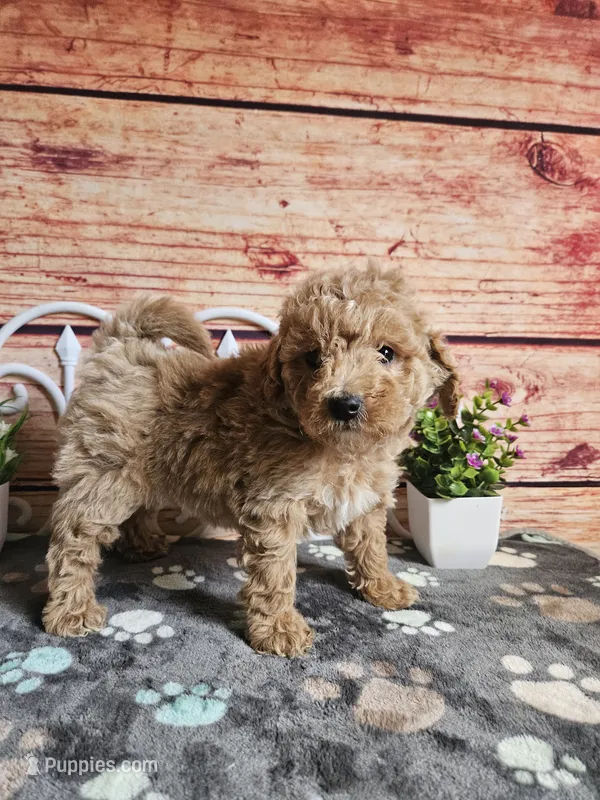 🩷Lily F1B 🩷 – Miniature Goldendoodle puppy for sale in Pittsford, MI