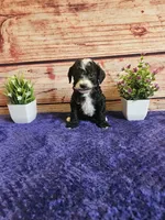 Bruce F1b , a male Cavapoo for sale in Pittsford, MI – 3 of 3