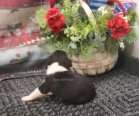 Dixie- AKC Mini Female, a female Rat Terrier for sale in Grovespring, MO – 3 of 4