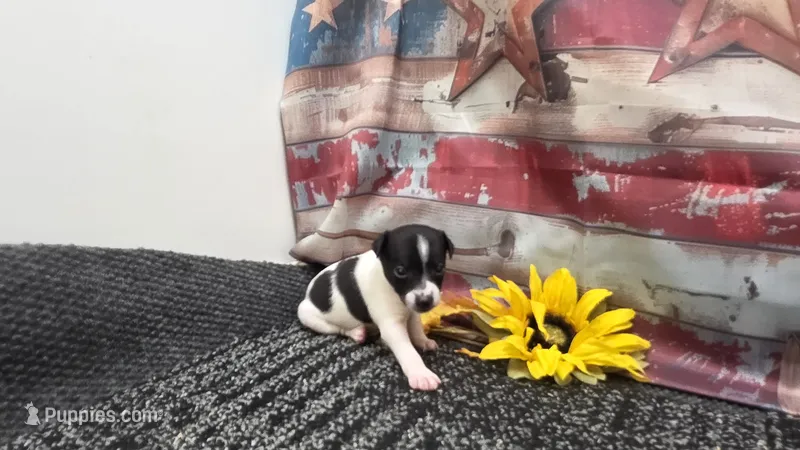 TRI FEMALE TOY – Rat Terrier puppy for sale in Grovespring, MO