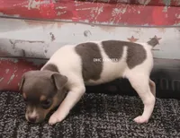 BABY MINI FEMALE #5, a female Rat Terrier for sale in Grovespring, MO – 2 of 3