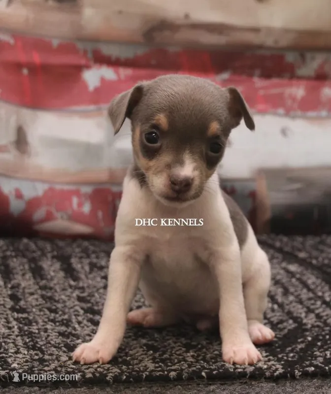 BABY MINI FEMALE #5 – Rat Terrier puppy for sale in Grovespring, MO